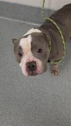 Shelter Stray Female Dog last seen Near, 5001 E Raymond St, Indianapolis, IN 46203, USA