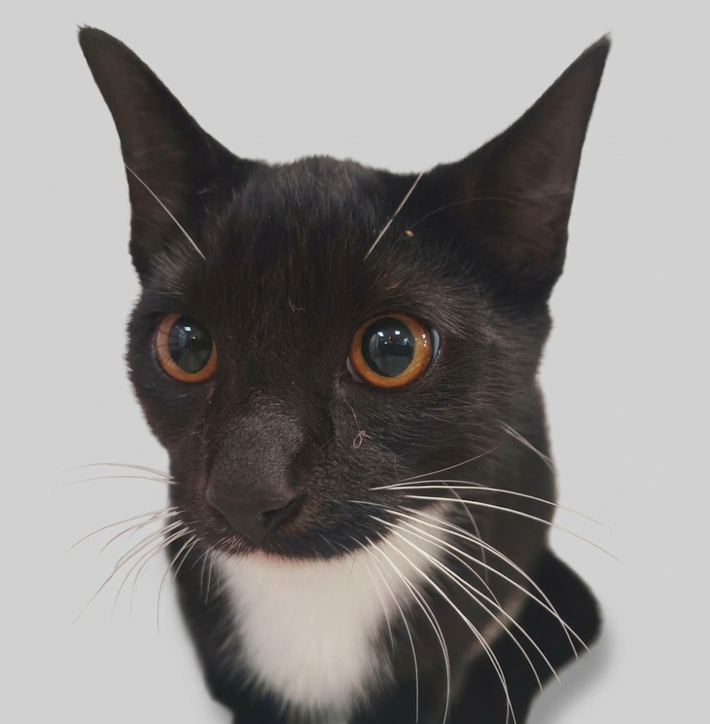 Shelter Stray Female Cat last seen , 1850 W 60th St, Los Angeles, CA 90047, USA