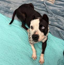 Shelter Stray Female Dog last seen Near BLOCK STURTEVANT ST, DETROIT MI 48204, 1431 E Ferry St, Detroit, MI 48211, USA
