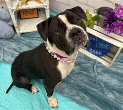 Shelter Stray Female Dog last seen Near BLOCK E FERRY ST, DETROIT MI 48211, 1431 E Ferry St, Detroit, MI 48211, USA
