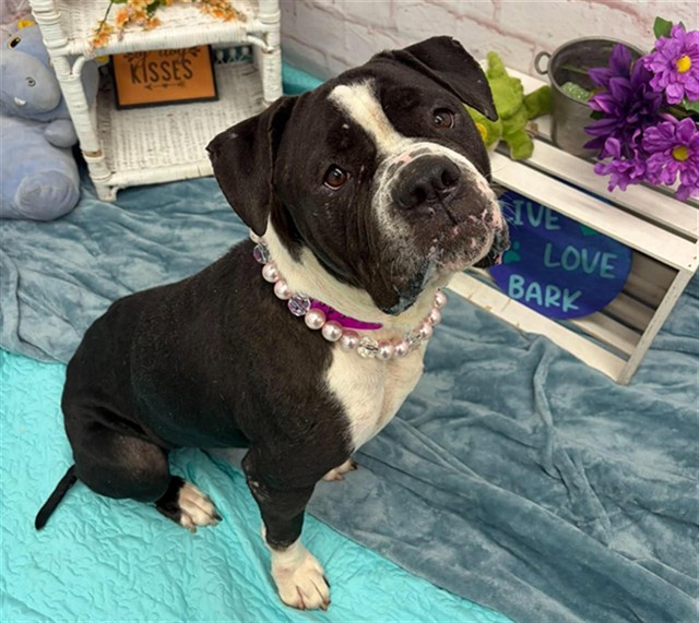 Shelter Stray Female Dog last seen Near BLOCK E FERRY ST, DETROIT MI 48211, 1431 E Ferry St, Detroit, MI 48211, USA