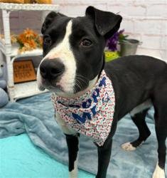 Shelter Stray Female Dog last seen Near BLOCK STRASBURG ST, DETROIT, MI 48205, 1431 E Ferry St, Detroit, MI 48211, USA