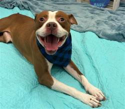 Shelter Stray Male Dog last seen Near BLOCK LAHSER RD, DETROIT MI 48219, 1431 E Ferry St, Detroit, MI 48211, USA