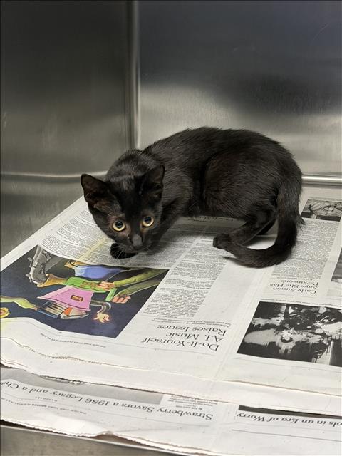 Shelter Stray Female Cat last seen , 11361 W Pico Blvd, Los Angeles, CA 90064, USA