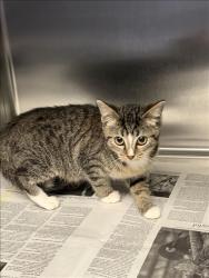 Shelter Stray Female Cat last seen , 11361 W Pico Blvd, Los Angeles, CA 90064, USA