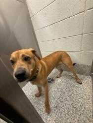 Shelter Stray Male Dog last seen , 4000 N Silverbell Rd, Tucson, AZ 85745, USA