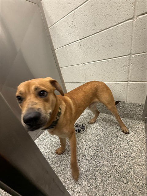 Shelter Stray Male Dog last seen , 4000 N Silverbell Rd, Tucson, AZ 85745, USA