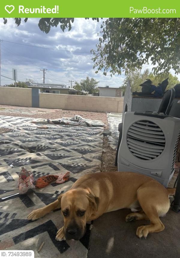 Reunited Female Dog last seen E Cheyenne ave and civic center dr, North Las Vegas, NV 89030