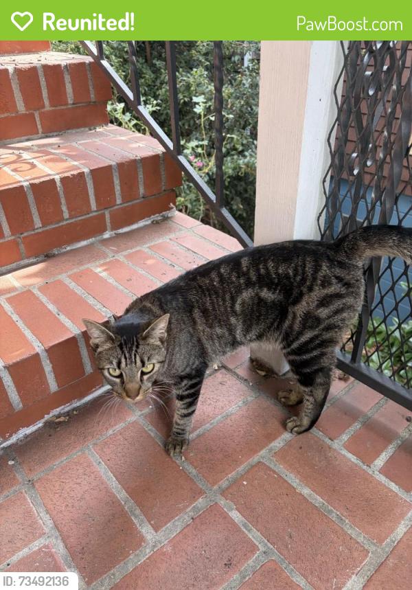 Reunited Female Cat last seen 58th and Vicente, Oakland, CA 94609
