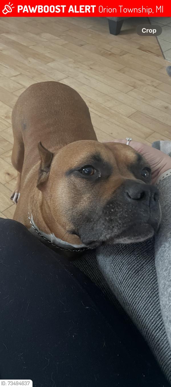 Lost Male Dog last seen Coats rd, indianwood rd,, Orion Township, MI 48360