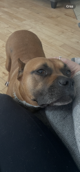 Lost Male Dog last seen Coats rd, indianwood rd,, Orion Township, MI 48360