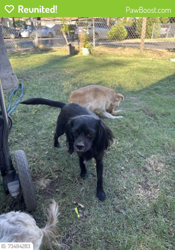 Reunited Male Dog last seen W maitland st ontario ca 91762, Ontario, CA 91762