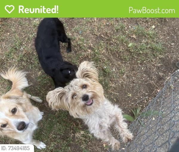 Reunited Male Dog last seen W maitland st ontario ca 91762, Ontario, CA 91762