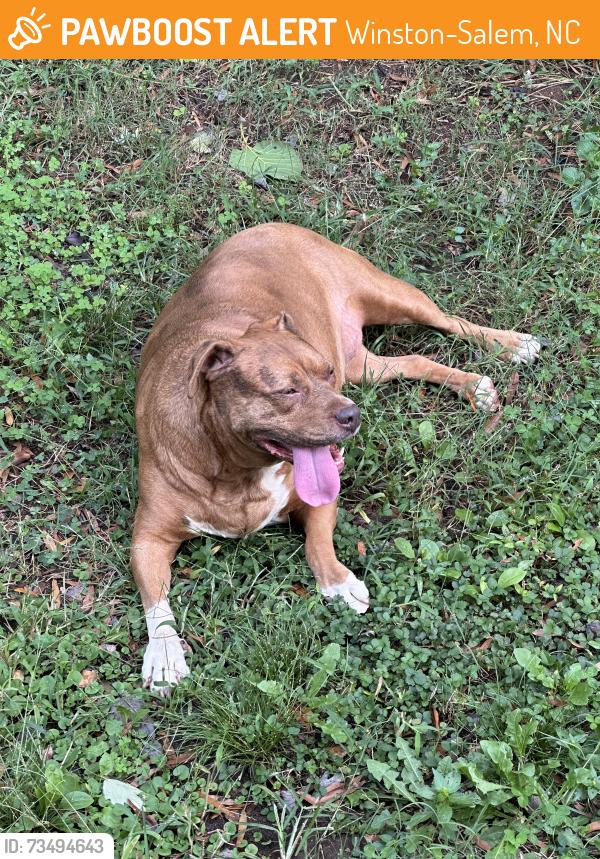 Found/Stray Female Dog last seen Near waughtown st, Winston-Salem, NC 27102