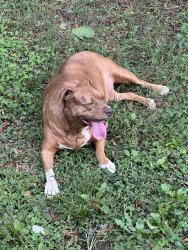 Found/Stray Female Dog last seen Near waughtown st, Winston-Salem, NC 27102