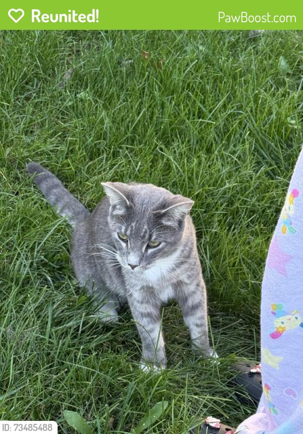 Reunited Male Cat last seen Near Sheridan Rd, Pleasant Prairie, WI 53158, USA, Pleasant Prairie, WI 53158