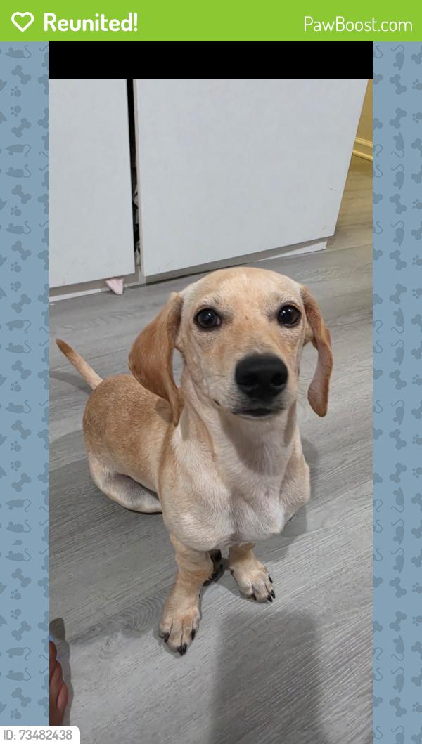 Reunited Male Dog last seen Near W Commonwealth Ave Fullerton, CA 92832 United States, Fullerton, CA 92832