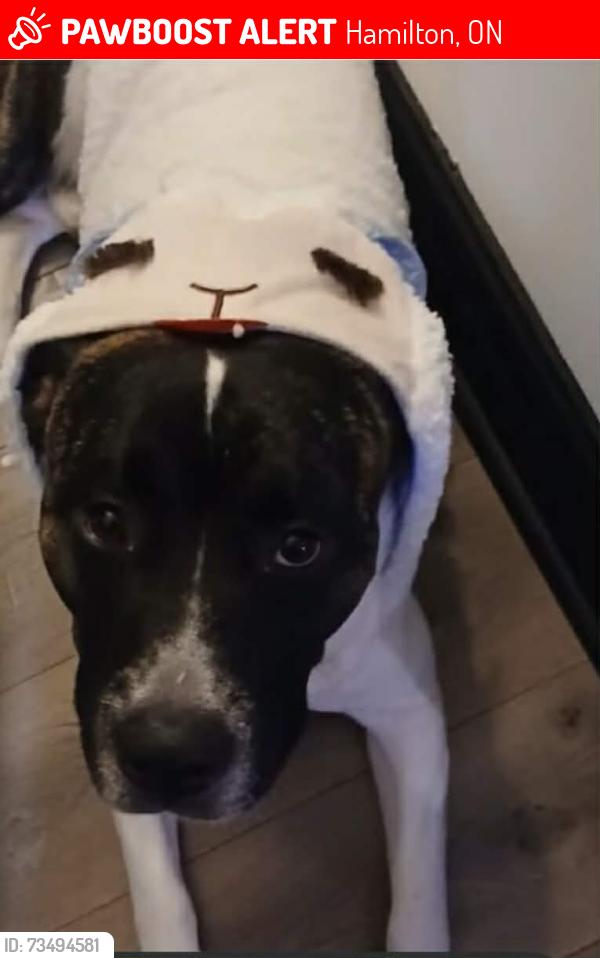 Lost Male Dog last seen Women's YWCA Hamilton, Hamilton, ON 