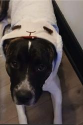 Lost Male Dog last seen Women's YWCA Hamilton, Hamilton, ON 
