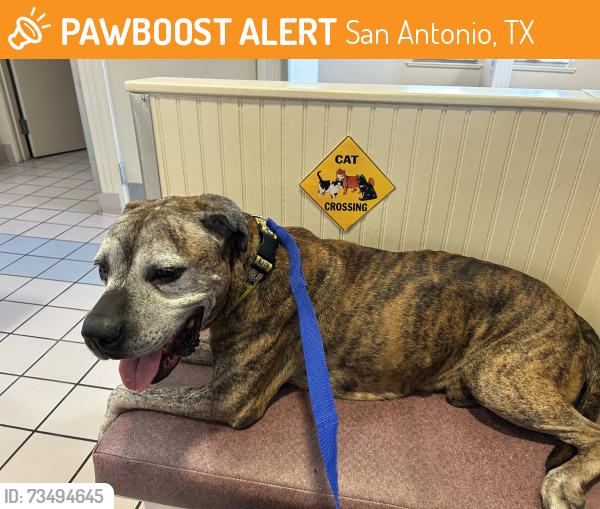 Found/Stray Male Dog last seen Usaa, San Antonio, TX 78230