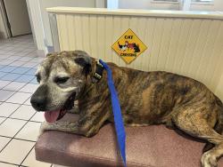 Found/Stray Male Dog last seen Usaa, San Antonio, TX 78230