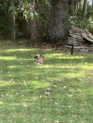 Found/Stray Unknown Dog last seen Behind used car shop on college park., Ladson, SC 29456
