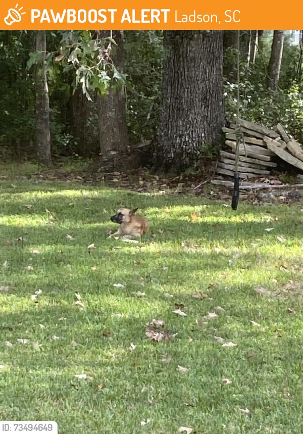Found/Stray Unknown Dog last seen Behind used car shop on college park., Ladson, SC 29456