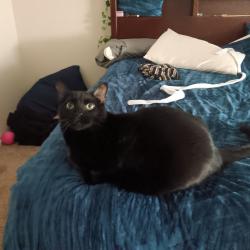 Reunited Male Cat last seen Remington and s holland, Littleton, CO 80128
