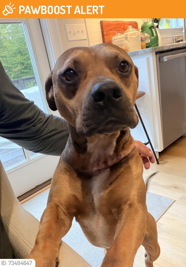 Found/Stray Male Dog last seen Brown Kennedy road, Spartanburg County, SC 29388