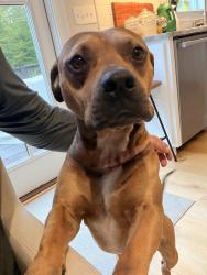 Found/Stray Male Dog last seen Brown Kennedy road, Spartanburg County, SC 29388