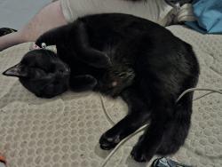 Lost Female Cat last seen Nw 3rd ave and nw 16th street college park at midtown apmts, Gainesville, FL 32603