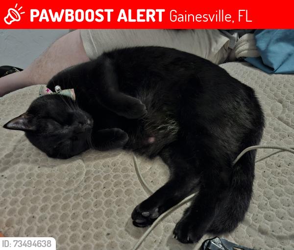 Lost Female Cat last seen Nw 3rd ave and nw 16th street college park at midtown apmts, Gainesville, FL 32603