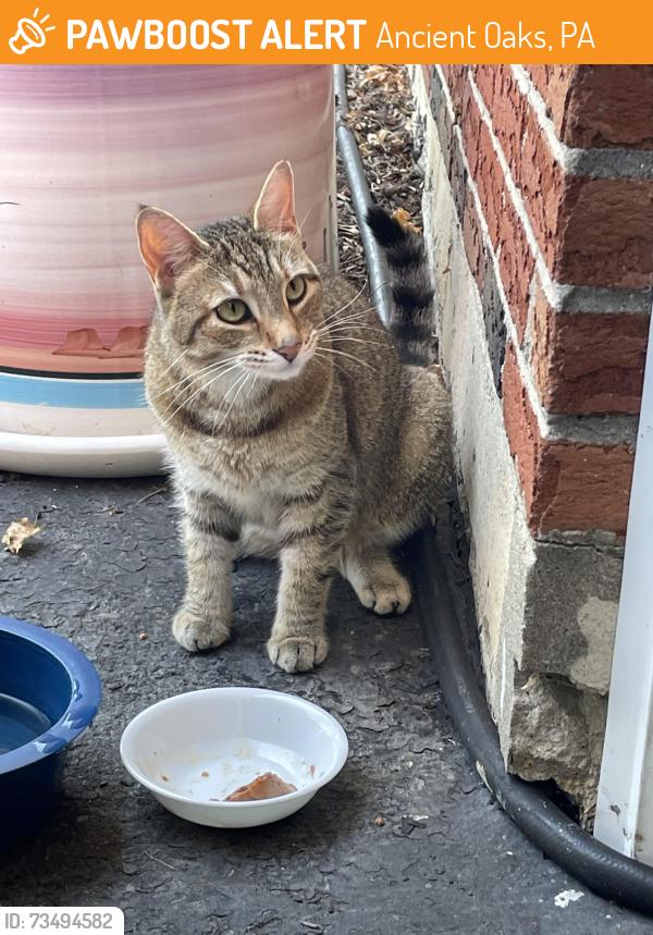 Found/Stray Unknown Cat last seen Butternut Lane and Linden Road, Ancient Oaks, PA 18062