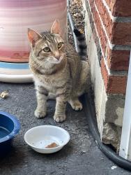 Found/Stray Unknown Cat last seen Butternut Lane and Linden Road, Ancient Oaks, PA 18062