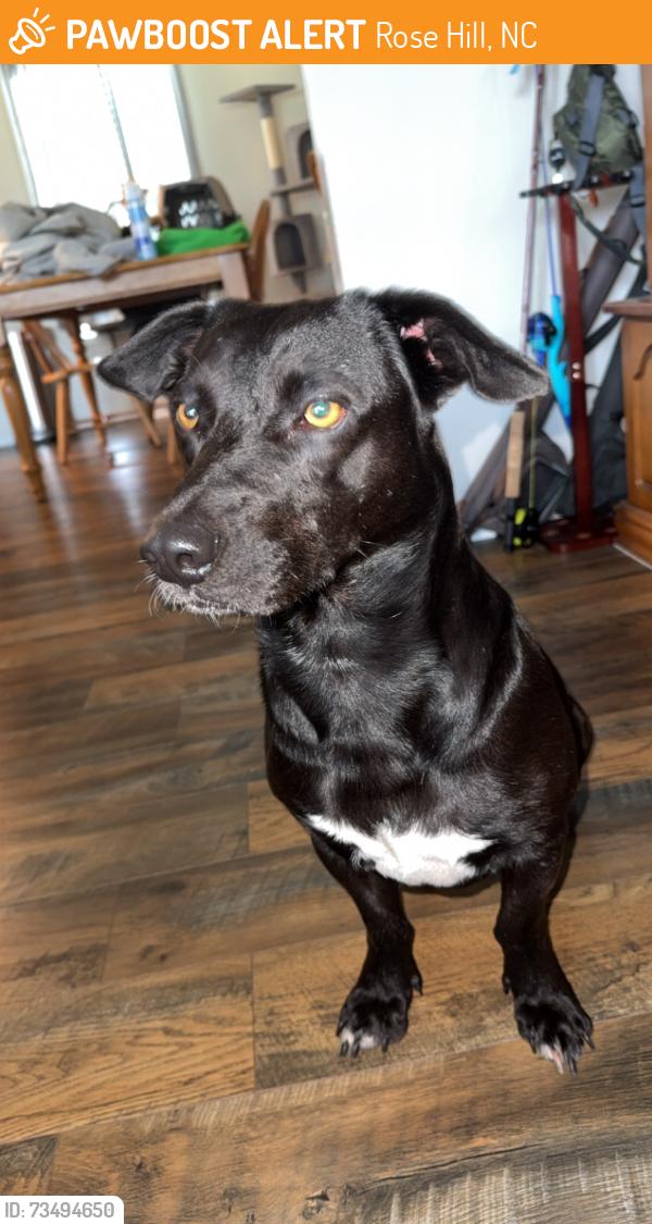 Found/Stray Male Dog last seen Main Street, Rose Hill, NC 28458