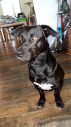 Found/Stray Male Dog last seen Main Street, Rose Hill, NC 28458