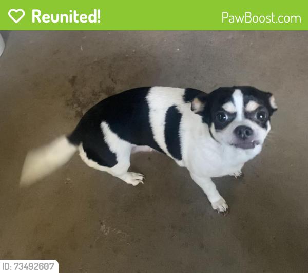 Reunited Female Dog last seen home (address inserted), Bradenton, FL 34203
