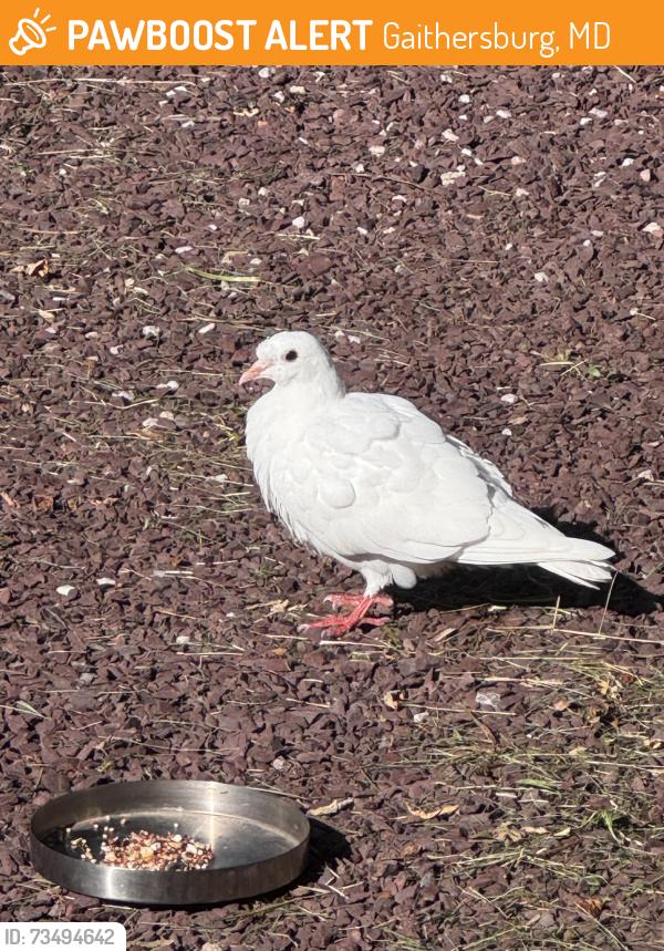 Found/Stray Unknown Bird last seen Near 2nd street, Gaithersburg, md, Gaithersburg, MD 20882