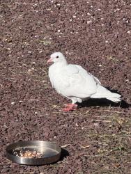 Found/Stray Unknown Bird last seen Near 2nd street, Gaithersburg, md, Gaithersburg, MD 20882