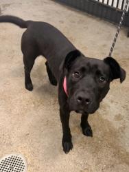 Shelter Stray Female Dog last seen Near Garden Valley, 4th District, OH, 9203 Detroit Ave, Cleveland, OH 44102, USA