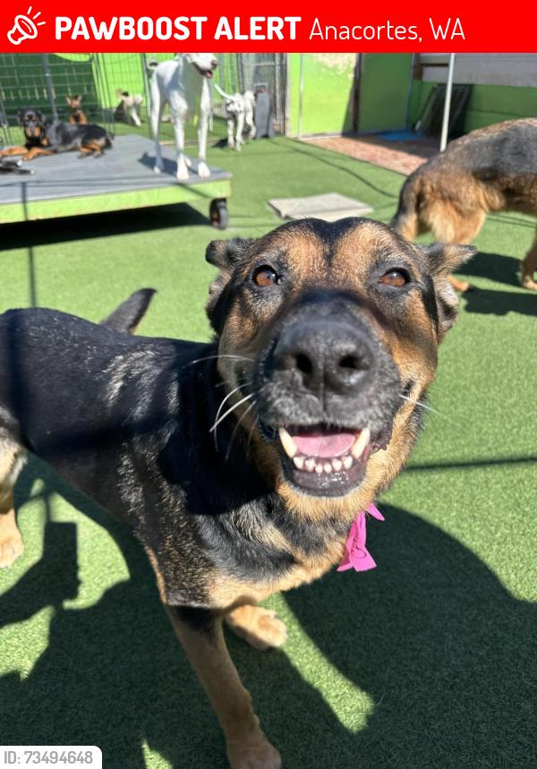 Lost Female Dog last seen Near and D, Anacortes, WA 98221