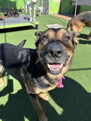 Lost Female Dog last seen Near and D, Anacortes, WA 98221