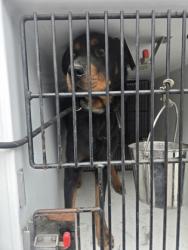 Shelter Stray Male Dog last seen Near ROSEHALL PL, South Fulton, GA, 1251 Fulton Industrial Blvd NW, Atlanta, GA 30336, USA
