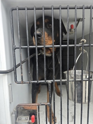Shelter Stray Male Dog last seen Near ROSEHALL PL, South Fulton, GA, 1251 Fulton Industrial Blvd NW, Atlanta, GA 30336, USA
