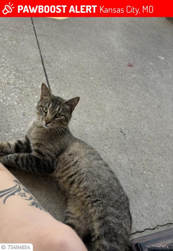 Lost Male Cat last seen Brush Creek and Troost, Kansas City, MO 64110