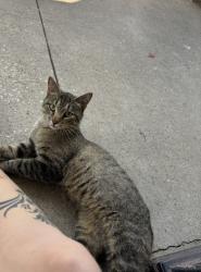 Lost Male Cat last seen Brush Creek and Troost, Kansas City, MO 64110