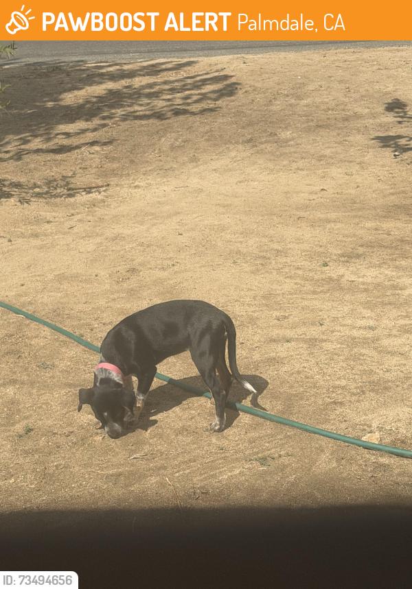 Found/Stray Female Dog last seen In front of our house, Palmdale, CA 93591