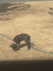 Found/Stray Female Dog last seen In front of our house, Palmdale, CA 93591