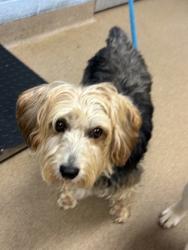 Shelter Stray Male Dog last seen Michael and Lindon streets in decatur GA 30033, 30033, GA, 3280 Chamblee Dunwoody Rd, Chamblee, GA 30341, USA