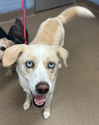 Shelter Stray Female Dog last seen Michael and Lindon streets in decatur GA 30033, 30033, GA, 3280 Chamblee Dunwoody Rd, Chamblee, GA 30341, USA